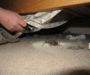 Mormon Crickets Under Your Bed